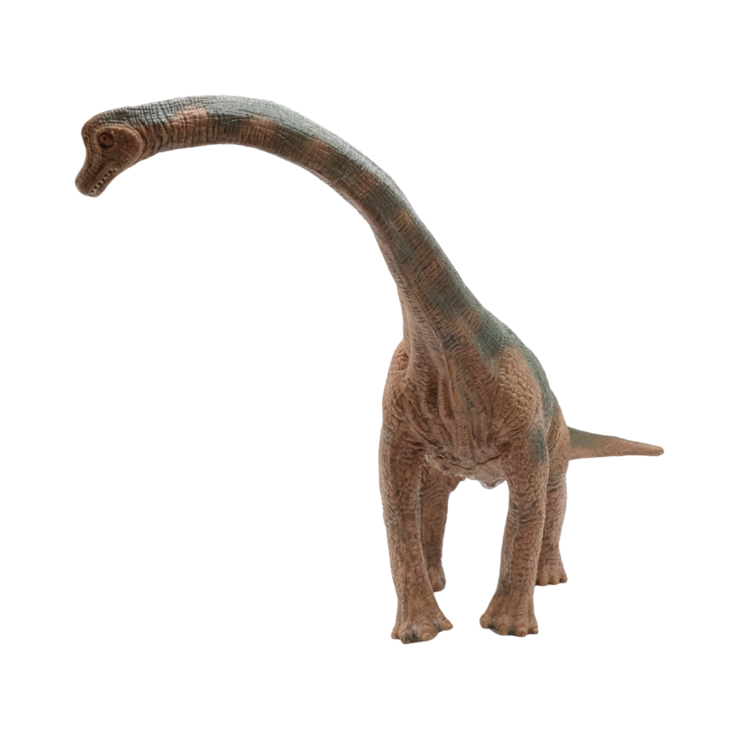 Brachiosaurus $9.99 Value Series 12” Size