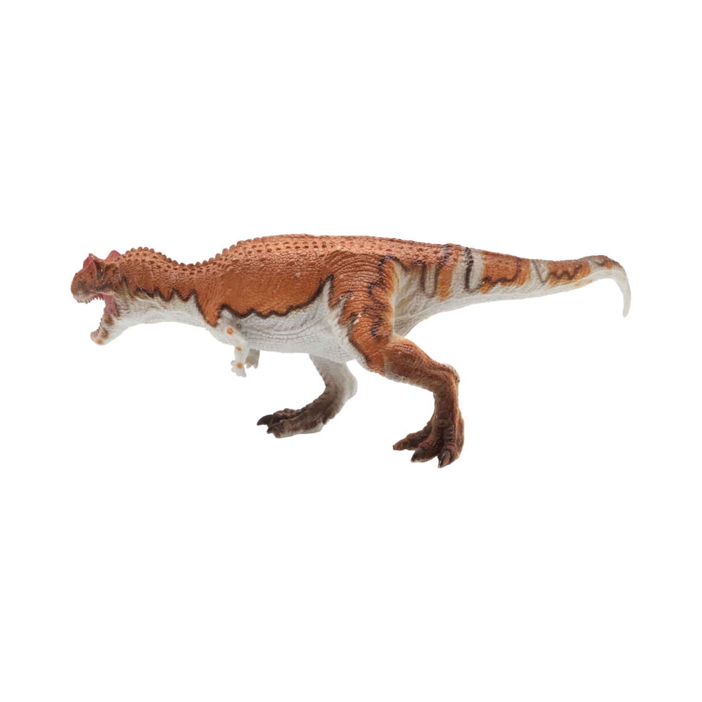 Ceratosaurus $9.99 Value Series 11” Size