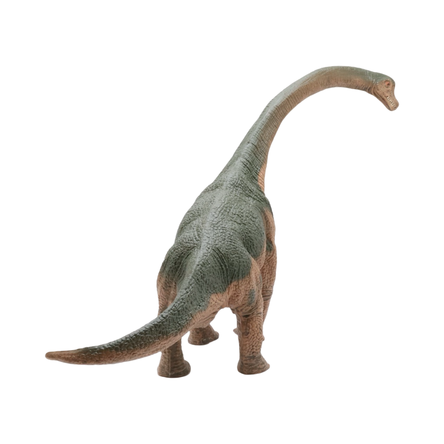 Brachiosaurus $9.99 Value Series 12” Size